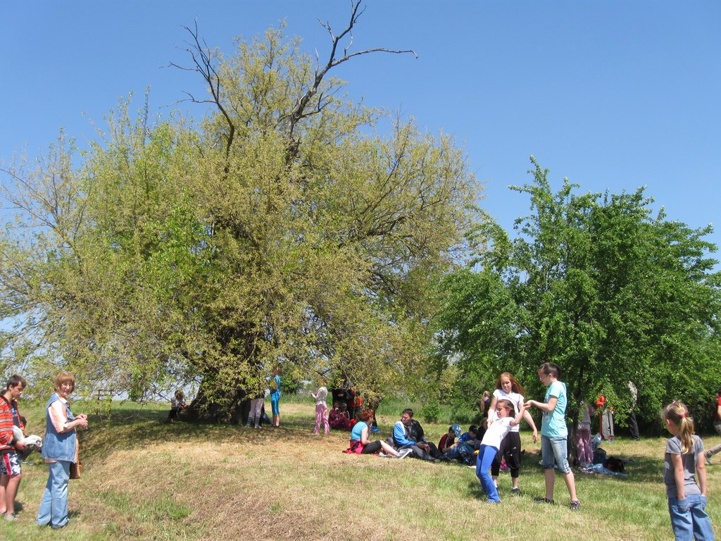 Döntős az égig érő fa - szavazzon!